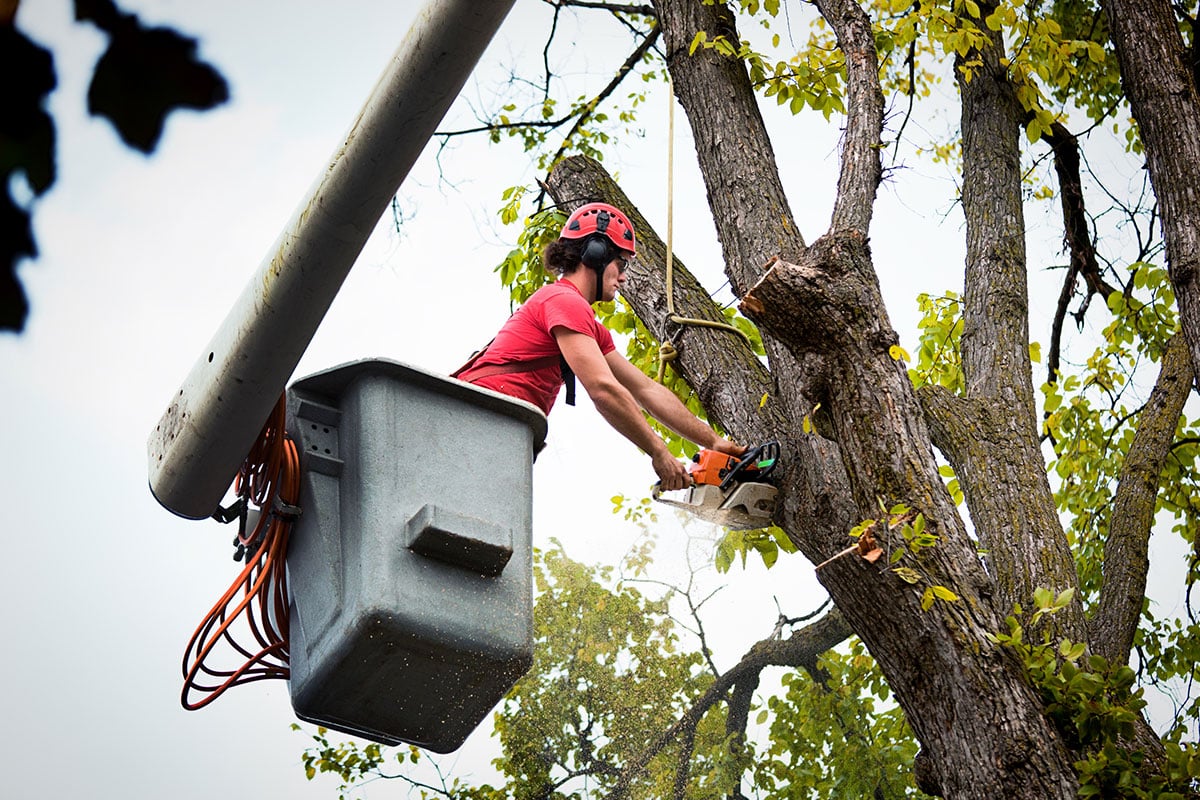 Emergency tree service Rochester NY