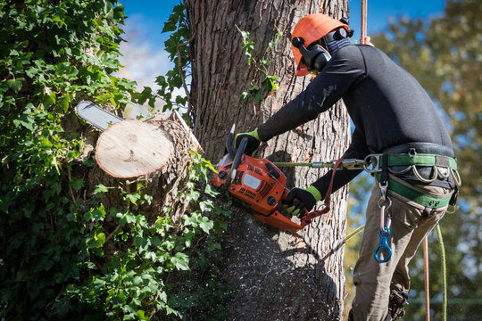 Professional tree service truck and tree work in Rochester NY