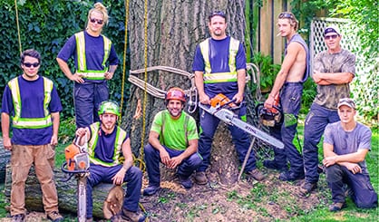 Tree Service Team