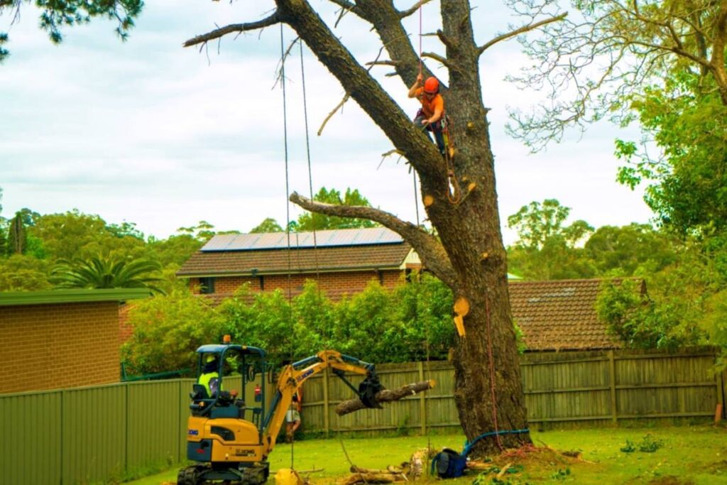 Tree Trimming Work