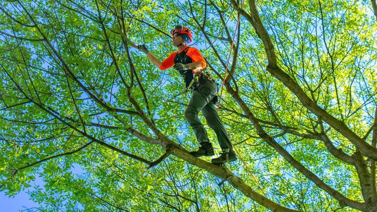 Tree trimming and pruning Rochester NY