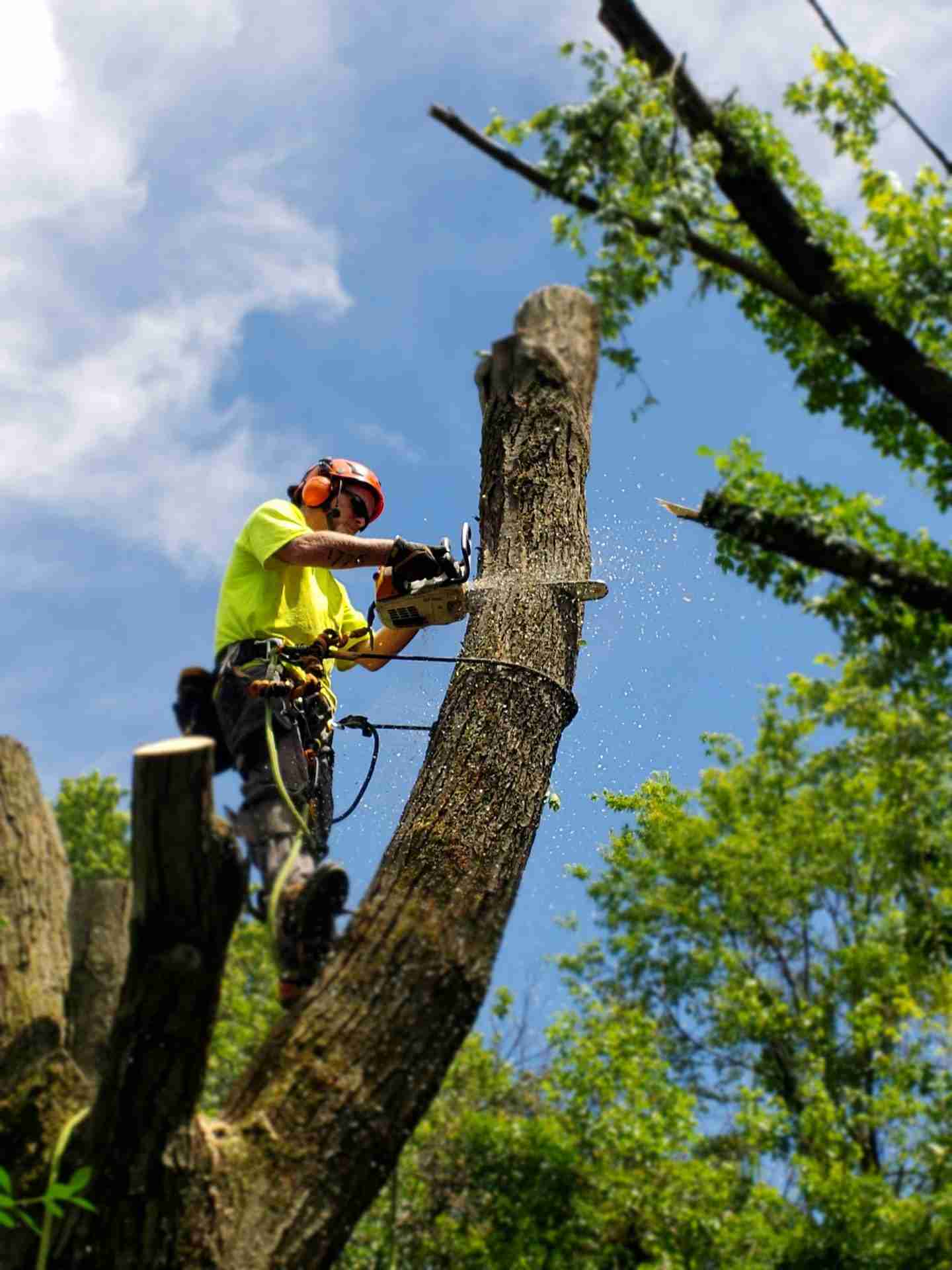 Tree removal service in Rochester NY